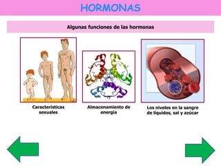 HORMONAS 
Algunas funciones de las hormonas 
Características 
sexuales 
Almacenamiento de 
energía 
Los niveles en la sangre 
de líquidos, sal y azúcar 
 