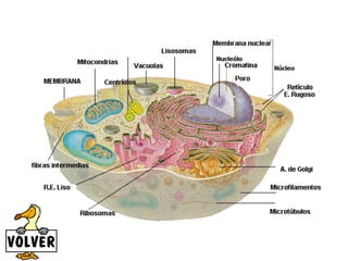 Tejido glandular 