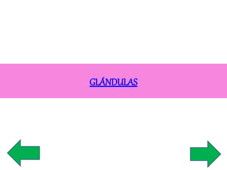 GLÁNDULAS 
 