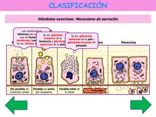 CLASIFICACIÓN 
Glándulas exocrinas: Mecanismo de secreción 
Exocrinas 
Las sustancias se 
eliminan por vesículas 
Se da: glándula 
mamaria de la 
que se fusionan en 
membrana (exocitosis). 
Se da: células acinosas. 
lactancia y glándulas 
apocrinas de la piel. 
Se da: glándulas 
sebáceas de la piel y 
glándulas tarsales del 
Merocrina Apocrina Holocrina Endocrina Paracrina 
Sin perdida de 
contenido celular 
Perdida de parte 
del citoplasma 
Perdida total de 
la célula 
párpado. 
 