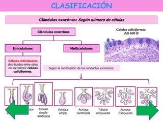 CLASIFICACIÓN 
Glándulas exocrinas: Según número de células 
Unicelulares 
Células individuales 
distribuidas entre otras 
no secretoras: células 
caliciformes. 
Glándulas exocrinas 
Multicelulares 
Según la ramificación de los conductos excretores: 
Tubular 
simple 
Glomerular Tubular 
simple 
ramificada 
Acinosa 
simple 
Acinosa 
ramificada 
Tubular 
compuesta 
Acinosa 
compuesta 
Tubuloacinosa 
compuesta 
 