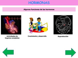 HORMONAS 
Algunas funciones de las hormonas 
Actividades de 
órganos completos 
Crecimiento y desarrollo Reproducción 
 
