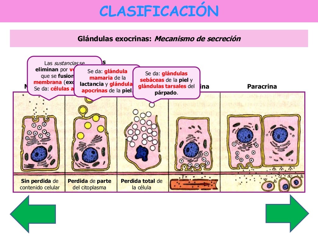 Tejido glandular