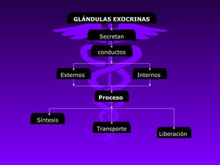GLÁNDULAS EXOCRINAS


                      Secretan

                      conductos



           Externos                Internos



                      Proceso



Síntesis
                      Transporte
                                          Liberación
 