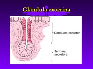 Glándula exocrina
 