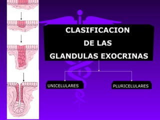 CLASIFICACION
               DE LAS
GLANDULAS EXOCRINAS



UNICELULARES            PLURICELULARES
 