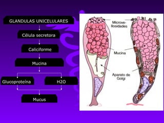 GLANDULAS UNICELULARES


         Célula secretora


            Caliciforme


                Mucina



Glucoproteína               H2O



                Mucus
 