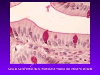 Células Caliciformes de la membrana mucosa del intestino delgado
 