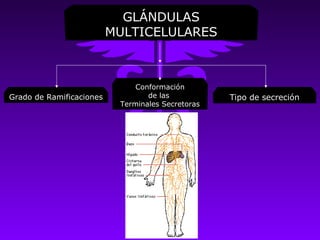 GLÁNDULAS
                          MULTICELULARES



                               Conformación
Grado de Ramificaciones           de las           Tipo de secreción
                           Terminales Secretoras
 