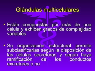 Glándulas multicelulares

• Están compuestas por más de una
  célula y exhiben grados de complejidad
  variables

• Su organización estructural permite
  subclasificarlas según la disposición de
  las células secretoras y según haya
  ramificación     de    los    conductos
  excretores o no
 