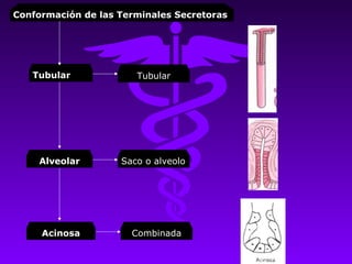 Conformación de las Terminales Secretoras




   Tubular             Tubular




    Alveolar        Saco o alveolo




     Acinosa          Combinada
 