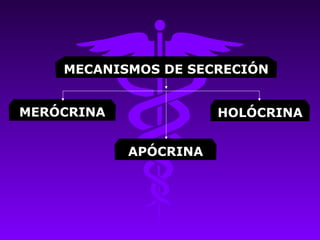 MECANISMOS DE SECRECIÓN


MERÓCRINA              HOLÓCRINA


            APÓCRINA
 