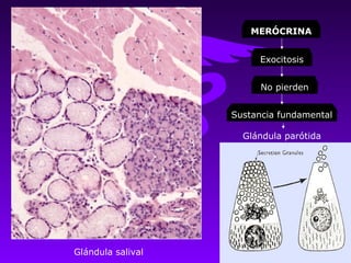 MERÓCRINA


                         Exocitosis


                         No pierden


                   Sustancia fundamental

                     Glándula parótida




Glándula salival
 