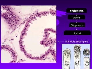 APÓCRINA

      Libera


    Citoplasma


       Apical


Glándula sudorípara
 