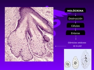HOLÓCRINA


Destrucción


   Células


   Enteras


Glándulas sebáceas
     de la piel
 