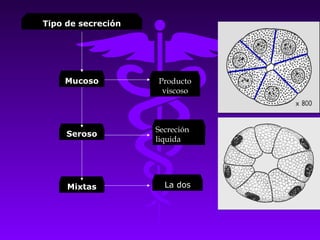 Tipo de secreción




    Mucoso          Producto
                     viscoso



                    Secreción
     Seroso
                    liquida




     Mixtas           La dos
 