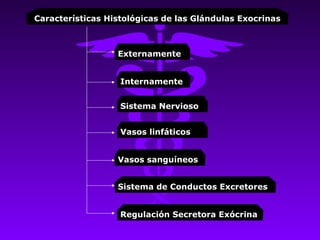 Características Histológicas de las Glándulas Exocrinas



                  Externamente


                   Internamente


                   Sistema Nervioso


                   Vasos linfáticos


                  Vasos sanguíneos


                  Sistema de Conductos Excretores


                   Regulación Secretora Exócrina
 