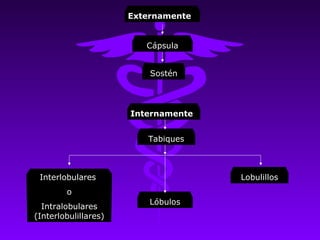 Externamente


                         Cápsula


                          Sostén




                      Internamente


                         Tabiques



 Interlobulares                      Lobulillos
        o
                          Lóbulos
  Intralobulares
(Interlobulillares)
 