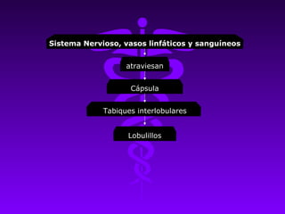 Sistema Nervioso, vasos linfáticos y sanguíneos


                   atraviesan


                    Cápsula


             Tabiques interlobulares


                   Lobulillos
 