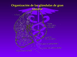 Organización de las glándulas de gran
              tamaño
 