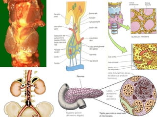 Tejido glandular une. dr erwin