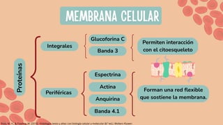 Tejido hemático presentación histologia zamora ponce samuel.pdf