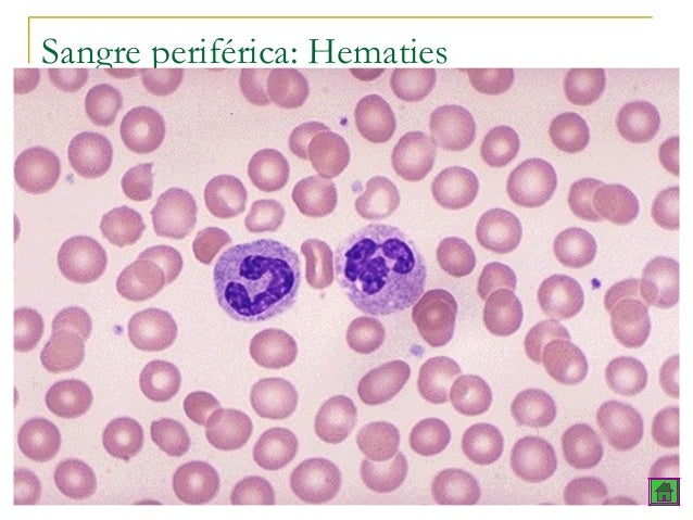 Tejido hematopoyetico