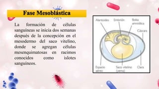La formación de células
sanguíneas se inicia dos semanas
después de la concepción en el
mesodermo del saco vitelino,
donde se agregan células
mesenquimatosas en racimos
conocidos como islotes
sanguíneos.
 
