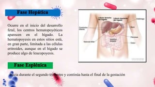 Inicia durante el segundo trimestre y continúa hasta el final de la gestación
Ocurre en el inicio del desarrollo
fetal, los centros hematopoyéticos
aparecen en el hígado. La
hematopoyesis en estos sitios está,
en gran parte, limitada a las células
eritroides, aunque en el hígado se
produce algo de leucopoyesis.
 