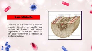 Comienza en la médula ósea al final del
segundo trimestre. A medida que
continúa el desarrollo del sistema
esquelético, la medula ósea asume un
sitio cada vez mayor en la formación de
células sanguíneas.
 