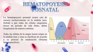 La hematopoyesis posnatal ocurre casi de
manera exclusivamente en la médula ósea.
Debido a que todas las células sanguíneas
tienen un periodo de vida finito, deben
remplazarse de manera continua.
Todas las células de la sangre tienen origen en
la médula ósea y estas se clasifican de acuerdo
a su proceso de maduración (Sistema
hematopoyético).
 