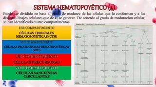 Puede ser dividido en base al grado de madurez de las células que lo conforman y a los
distintos linajes celulares que de él se generan. De acuerdo al grado de maduración celular,
se han identificado cuatro compartimentos
 