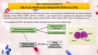 Tienen dos características
funcionales que las distinguen
Capaces de auto-
renovarse
Son multipotenciales
Corresponden al 0.01% del total de células nucleadas presentes en la médula ósea
Gracias a los estudios realizados se identifico que tienen una morfología linfoblastoide, las cuales expresan
antígenos como CD34, CD90, CD117 y CD133, y que carecen de la expresión de antígenos de linajes
específicos, como CD3, CD4, CD8, CD19, CD20, CD33, CD38, CD45, CD57, CD71, Glicoforina A, etc.
da origen
 
