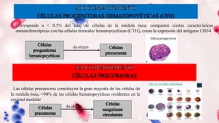 Corresponde a < 0.5% del total de células de la médula ósea; comparten ciertas características
inmunofenotípicas con las células troncales hematopoyéticas (CTH), como la expresión del antígeno CD34
da origen
. Las células precursoras constituyen la gran mayoría de las células de
la médula ósea, >90% de las células hematopoyéticas residentes en la
cavidad medular
da origen
 