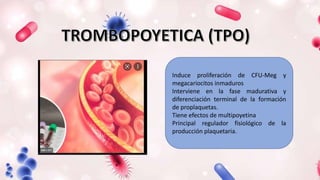Induce proliferación de CFU-Meg y
megacariocitos inmaduros
Interviene en la fase madurativa y
diferenciación terminal de la formación
de proplaquetas.
Tiene efectos de multipoyetina
Principal regulador fisiológico de la
producción plaquetaria.
 