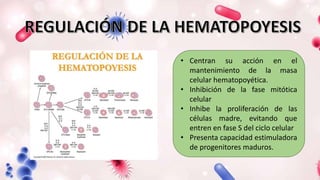 • Centran su acción en el
mantenimiento de la masa
celular hematopoyética.
• Inhibición de la fase mitótica
celular
• Inhibe la proliferación de las
células madre, evitando que
entren en fase S del ciclo celular
• Presenta capacidad estimuladora
de progenitores maduros.
 