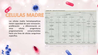 Las células madre hematopoyéticas
tienen capacidad de auto renovación,
proliferación y diferenciación en
otras células progenitoras
progresivamente comprometidas
hacia una línea de células sanguíneas
específica.
 