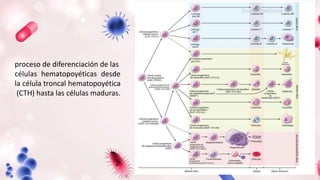 proceso de diferenciación de las
células hematopoyéticas desde
la célula troncal hematopoyética
(CTH) hasta las células maduras.
 
