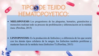  MIELOPOYESIS Los progenitores de las plaquetas, hematíes, granulocitos y
monocitos realizan todo su proceso de proliferación y diferenciación en la médula
ósea. (Pawlina, 2015)
 LINFOPOYESIS: Es la producción de linfocitos y a diferencia de los que ocurre
con los demás tipos celulares de la sangre, los linfocitos también proliferan y
maduran fuera de la médula ósea (linfocitos T) (Pawlina, 2015)
 