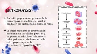 ERITROPOYESIS
 La eritropoyesis es el proceso de la
hematopoyesis mediante el cual se
producen los eritrocitos o glóbulos rojos.
 Se inicia mediante la estimulación
hormonal de las células pluri, bi y
unipotentes eritroides la hormona
principalmente relacionada con la
eritropoyesis que es la
hormona eritropoyetina (EPO).
 