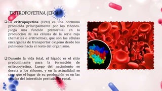 ERITROPOYETINA (EPO).
 La eritropoyetina (EPO) es una hormona
producida principalmente por los riñones.
Juega una función primordial en la
producción de las células de la serie roja
(hematíes o eritrocitos), que son las células
encargadas de transportar oxígeno desde los
pulmones hacia el resto del organismo.
 Durante la vida fetal, el hígado es el sitio
predominante para la formación de
eritropoyetina. Luego del nacimiento se
desvía a los riñones, y en la actualidad se
cree que el lugar de su producción es en las
células del intersticio peritubular renal.
 