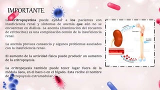 IMPORTANTE.
La eritropoyetina puede ayudar a los pacientes con
insuficiencia renal y síntomas de anemia que aún no se
encuentran en diálisis. La anemia (disminución del recuento
de eritrocitos) es una complicación común de la insuficiencia
renal.
La anemia provoca cansancio y algunos problemas asociados
con la insuficiencia renal.
El aumento de la actividad física puede producir un aumento
de la eritropoyesis.
La eritropoyesis también puede tener lugar fuera de la
médula ósea, en el bazo o en el hígado. Esta recibe el nombre
de eritropoyesis extramedular.
 