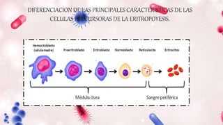 DIFERENCIACION DE LAS PRINCIPALES CARACTERISTICAS DE LAS
CELULAS PRECURSORAS DE LA ERITROPOYESIS.
 