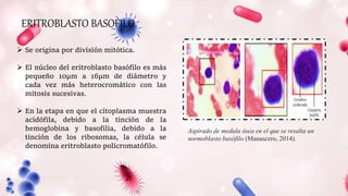 ERITROBLASTO BASOFILO.
Aspirado de medula ósea en el que se resalta un
normoblasto basófilo (Manascero, 2014).
 Se origina por división mitótica.
 El núcleo del eritroblasto basófilo es más
pequeño 10μm a 16μm de diámetro y
cada vez más heterocromático con las
mitosis sucesivas.
 En la etapa en que el citoplasma muestra
acidófila, debido a la tinción de la
hemoglobina y basofilia, debido a la
tinción de los ribosomas, la célula se
denomina eritroblasto policromatófilo.
 