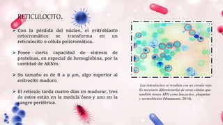 RETICULOCITO.
Los reticulocitos se resaltan con un circulo rojo.
Es necesario diferenciarlas de otras células que
también tienen ARN como leucocitos, plaquetas
y normoblastos (Manascero, 2014).
 Con la pérdida del núcleo, el eritroblasto
ortocromático se transforma en un
reticulocito o célula policromática.
 Posee cierta capacidad de síntesis de
proteínas, en especial de hemoglobina, por la
cantidad de ARNm.
 Su tamaño es de 8 a 9 μm, algo superior al
eritrocito maduro.
 El retículo tarda cuatro días en madurar, tres
de estos están en la medula ósea y uno en la
sangre periférica.
 