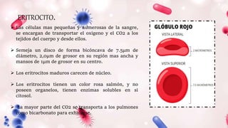 ERITROCITO.
 Las células mas pequeñas y numerosas de la sangre,
se encargan de transportar el oxigeno y el CO2 a los
tejidos del cuerpo y desde ellos.
 Semeja un disco de forma bicóncava de 7.5μm de
diámetro, 2,0μm de grosor en su región mas ancha y
mansos de 1μm de grosor en su centro.
 Los eritrocitos maduros carecen de núcleo.
 Los eritrocitos tienen un color rosa salmón, y no
poseen organelos, tienen enzimas solubles en si
citosol.
 La mayor parte del CO2 se transporta a los pulmones
como bicarbonato para exhalarse.
 