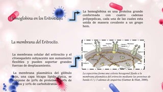 Hemoglobina en los Eritrocitos.
La hemoglobina es una proteína grande
conformada con cuatro cadenas
polipepdicas, cada una de las cuales esta
unida de manera covalente a un grupo
hem.
La membrana celular del eritrocito y el
citoesqueleto subyacente son sumamente
flexibles y pueden soportar grandes
fuerzas de desplazamiento.
La membrana plasmática del glóbulo
rojo, una capa bicapa lipida típica, se
compone de 50% de proteínas, 40% de
lípidos y 10% de carbohidratos.
La membrana del Eritrocito.
La espectrina forma una celosia hexagonal fijada a la
membrana plasmática del eritrocito mediante las proteínas de
banda 4.1 y 3 ademas de anquirina (Gartner & Hiatt, 2008).
 