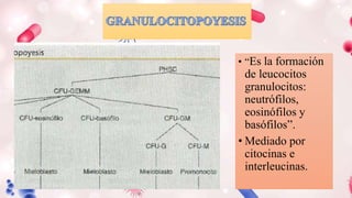 • “Es la formación
de leucocitos
granulocitos:
neutrófilos,
eosinófilos y
basófilos”.
• Mediado por
citocinas e
interleucinas.
 