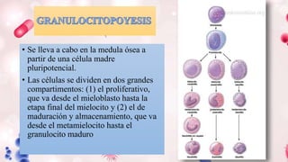 • Se lleva a cabo en la medula ósea a
partir de una célula madre
pluripotencial.
• Las células se dividen en dos grandes
compartimentos: (1) el proliferativo,
que va desde el mieloblasto hasta la
etapa final del mielocito y (2) el de
maduración y almacenamiento, que va
desde el metamielocito hasta el
granulocito maduro
 