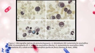 Figura 3. Micrografías ópticas de granulocitopoyesis. A, Mieloblasto (M) metamielocito neutrofílico
(NM). B, promielocito (P). C, mielocito neutrofílico (flecha). D, metamielocito neutrofílico (NM),
promielocito (P) y célula en banda neutrofílica (punta de fleca) (Gartner & Hiatt, 2008).
 